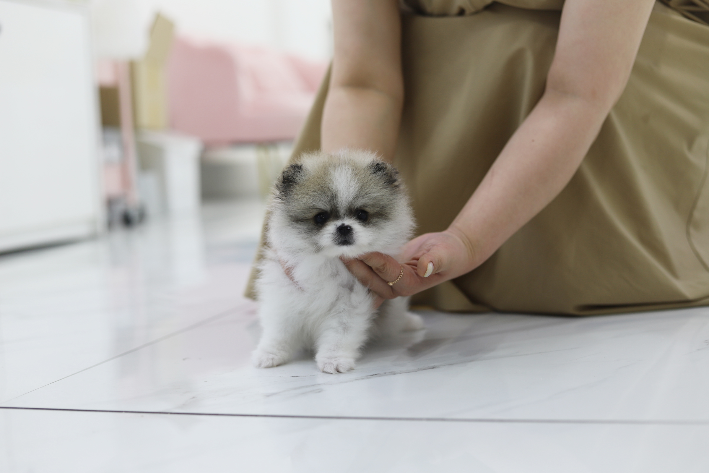 포메라니안(15만원부터)